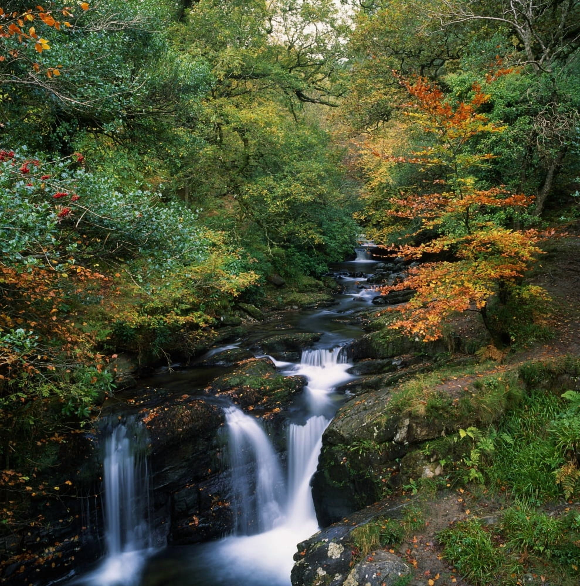 Torc Waterfall IrelandCo Kerry Canvas Art - The Irish Image Collection Design Pics (15 x 15)
