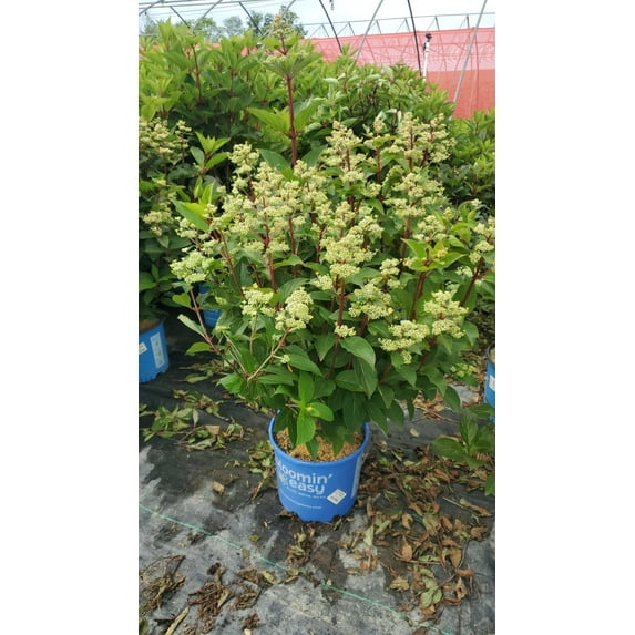 Torch Hardy Hydrangea