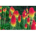 thumbnail image 1 of Torch Lily Flower Seeds - 50 Seeds - Red Poker Flower - Exotic Vibrant Red Blooms Amaze All That See Them, 1 of 2