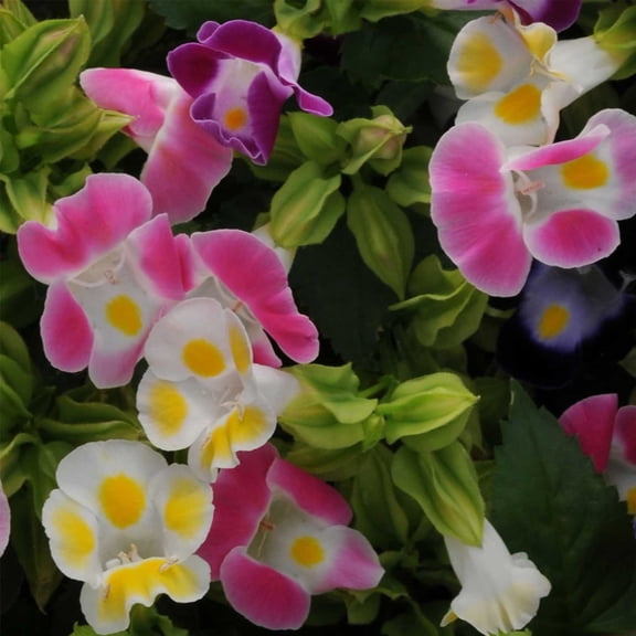 Torenia ~25 Seeds – Kauai Mix – Pelleted – 84–98 Days to Bloom – Exotic Wishbone Flower – Heat & Humidity Tolerant – For Shade, Baskets, Containers – Annual – Mixed Colors – Non-GMO