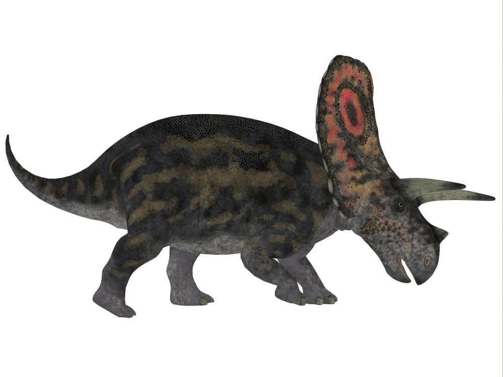 Torosaurus a herbivorous dinosaur from the Late Cretaceous Canvas Art - Corey FordStocktrek Images (33 x 25)
