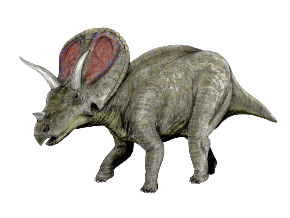 Torosaurus dinosaur Canvas Art - Nobumichi TamuraStocktrek Images (17 x 13)