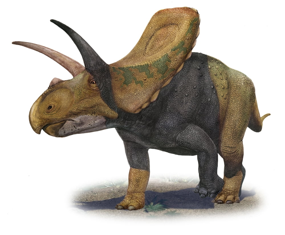 Torosaurus latus a prehistoric era dinosaur Canvas Art - Sergey KrasovskiyStocktrek Images (31 x 26)