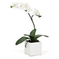 thumbnail image 1 of Torre & Tagus Orchid Potted Single Stem 16" - White, Ceramic, 1 of 3