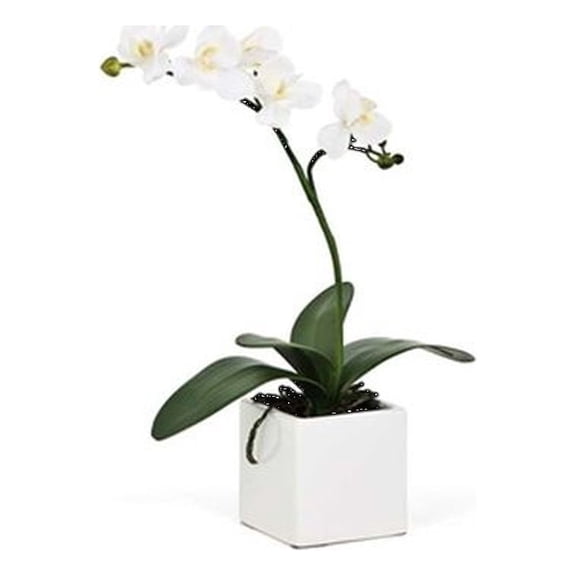 Torre & Tagus Orchid Potted Single Stem 16" - White, Ceramic
