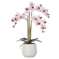 thumbnail image 1 of Torre & Tagus Phalaenopsis Potted 23" Triple Stem Orchid-Pink, 1 of 4