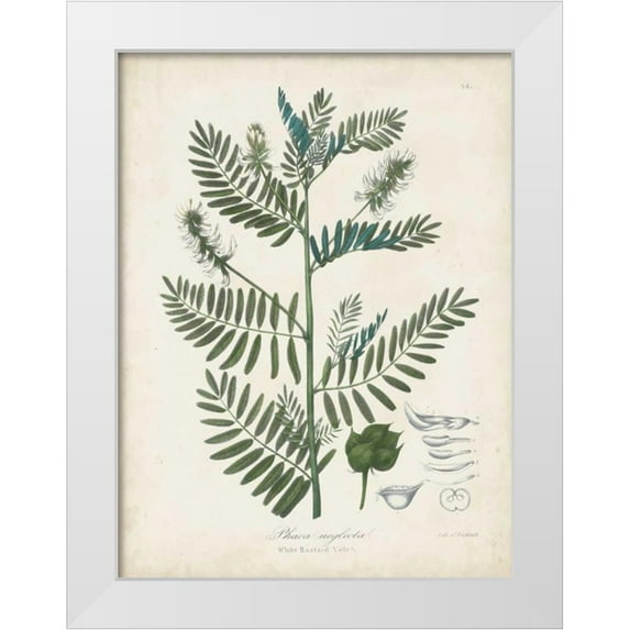 Torrey, John 12x14 White Modern Wood Framed Museum Art Print Titled - Flowering Flora I