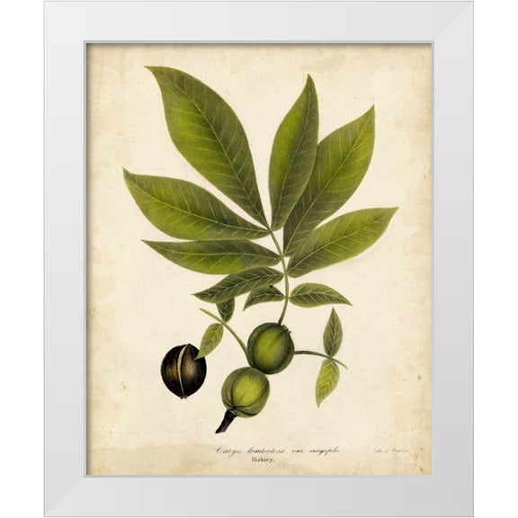 Torrey, John 12x14 White Modern Wood Framed Museum Art Print Titled - Hickory Tree Foliage
