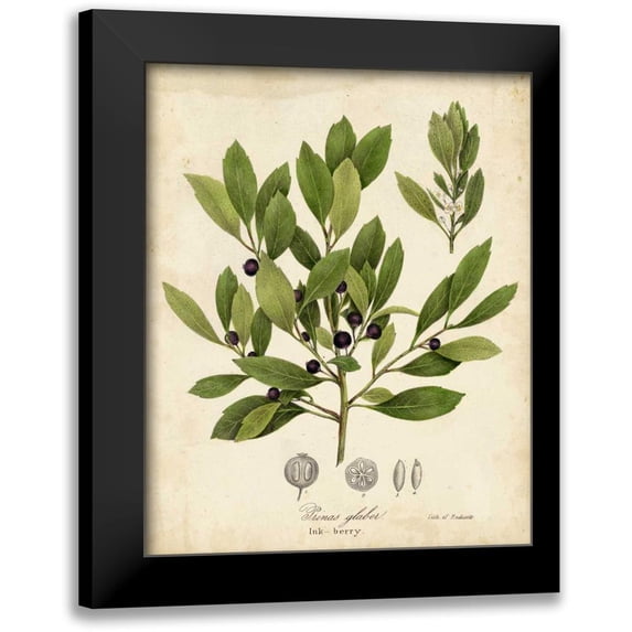 Torrey, John 20x24 Black Modern Framed Museum Art Print Titled - Ink-berry Tree Foliage