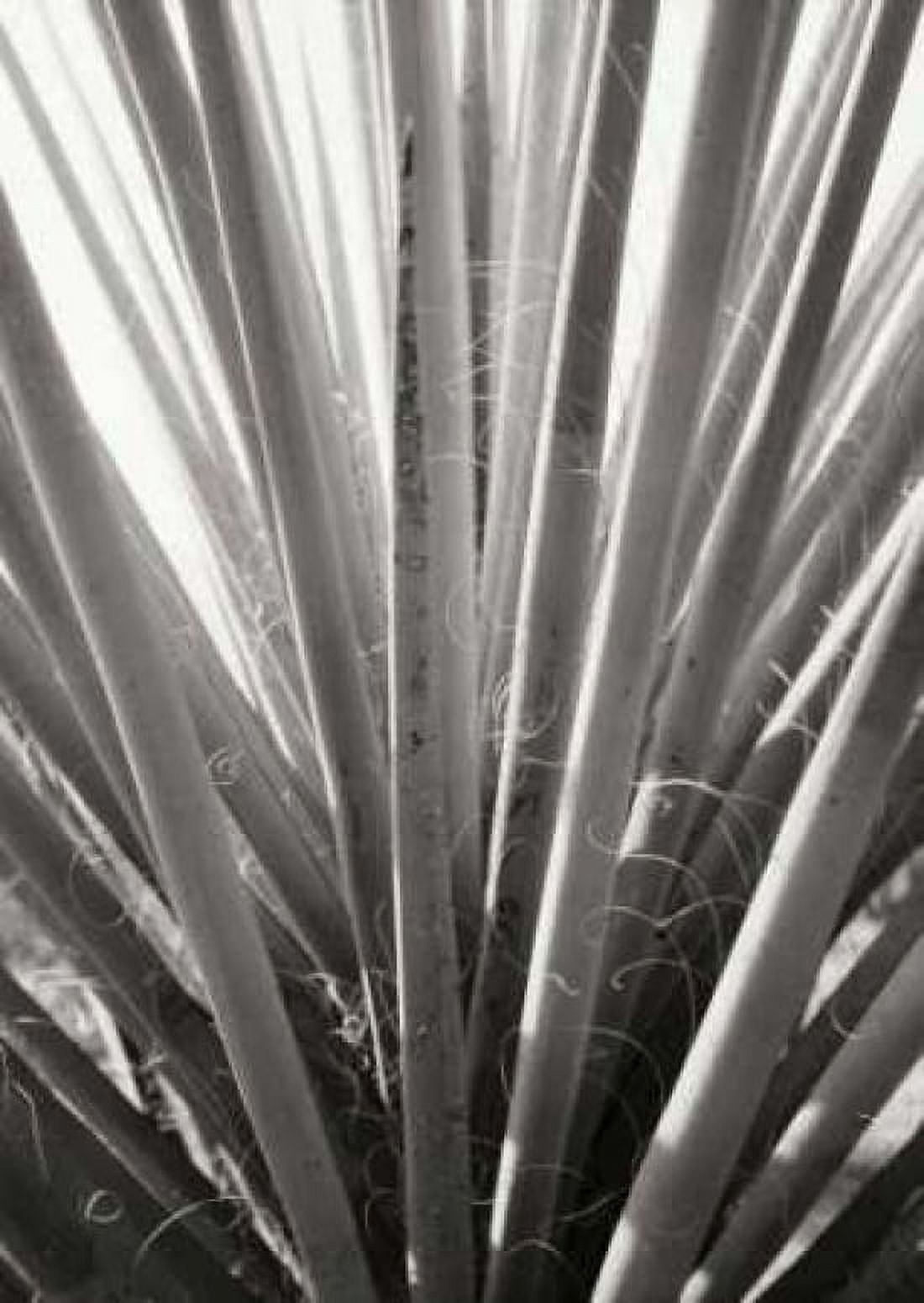 Torrey Yucca Canvas Art - Bob Stefko (18 x 24)