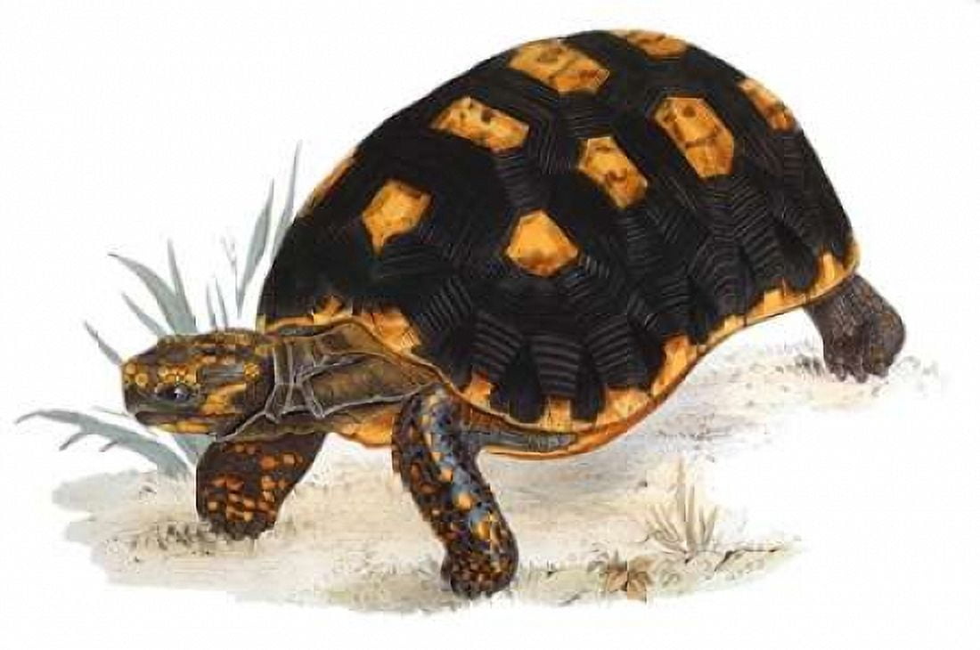 Tortoise Carbonaria Canvas Art - James Sowerby (12 x 18)