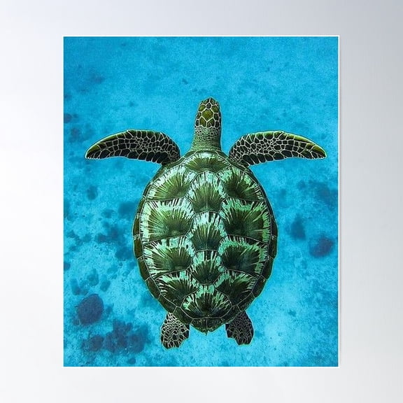 Tortoise Poster Wall Art, Modern Wall Decor For Living Room Bedroom, 8x12 UNFRAMED
