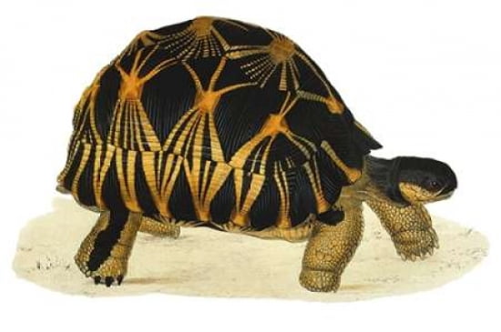 Tortoise Radiata Canvas Art - James Sowerby (12 x 18)