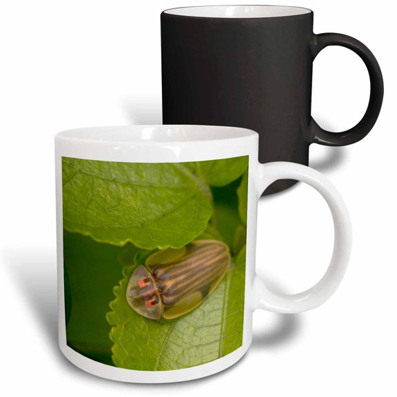 3drose, Tortoise Shell Beetle Insect, Costa Rica - Sa22 Rsp0022 - Rob Sheppard, 11oz Magic Transforming Mug