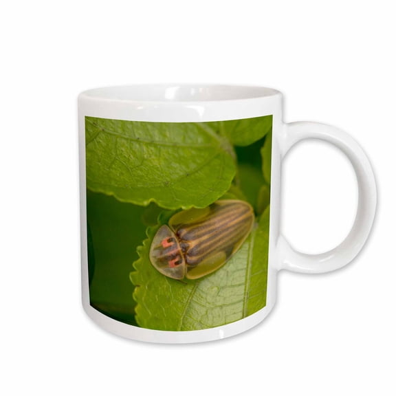 3drose, Tortoise Shell Beetle Insect, Costa Rica - Sa22 Rsp0022 - Rob Sheppard, 11oz Mug