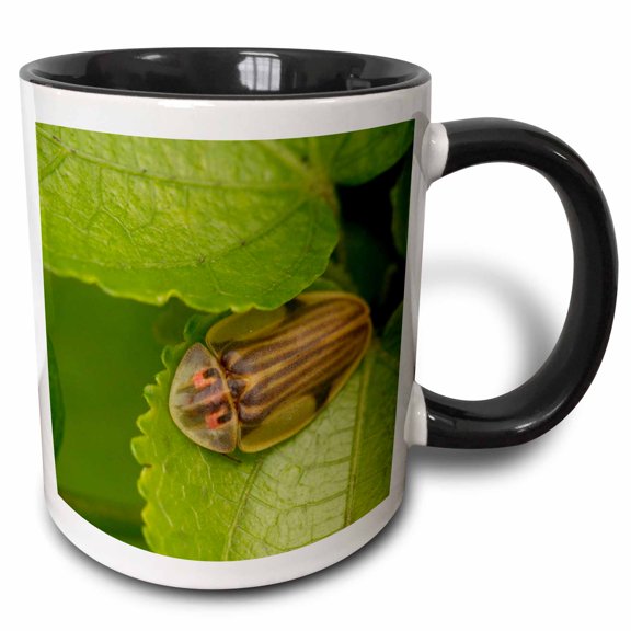 3drose, Tortoise Shell Beetle Insect, Costa Rica - Sa22 Rsp0022 - Rob Sheppard, 11oz Two-tone Black Mug