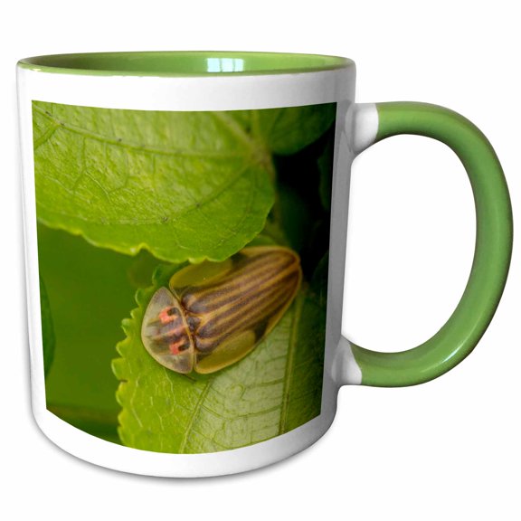 3drose, Tortoise Shell Beetle Insect, Costa Rica - Sa22 Rsp0022 - Rob Sheppard, 11oz Two-tone Green Mug