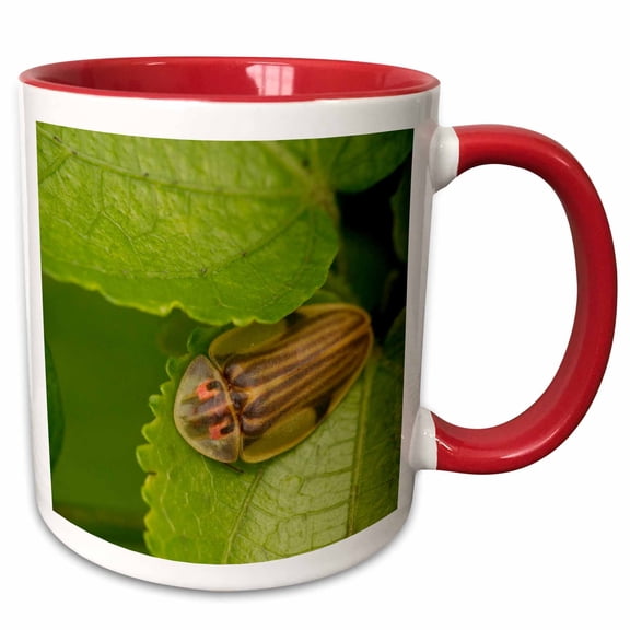 3drose, Tortoise Shell Beetle Insect, Costa Rica - Sa22 Rsp0022 - Rob Sheppard, 11oz Two-tone Red Mug
