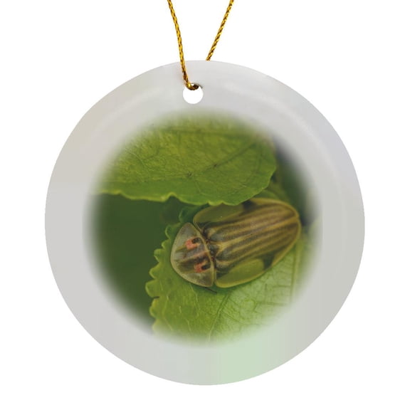 3drose, Tortoise Shell Beetle Insect, Costa Rica - Sa22 Rsp0022 - Rob Sheppard, Circle Porcelain Ornament