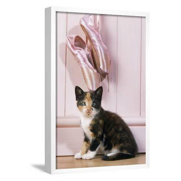Tortoiseshell Cat Kitten with Ballet Shoes, Framed Art Print Wall Art Sold by Art.Com