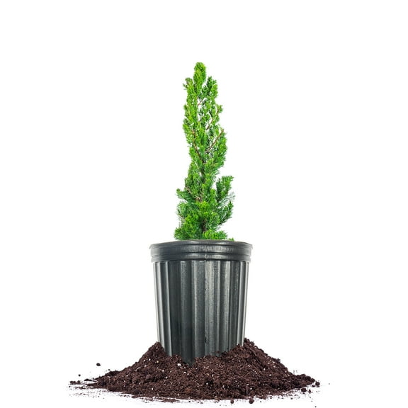 Torulosa Juniper Shrub