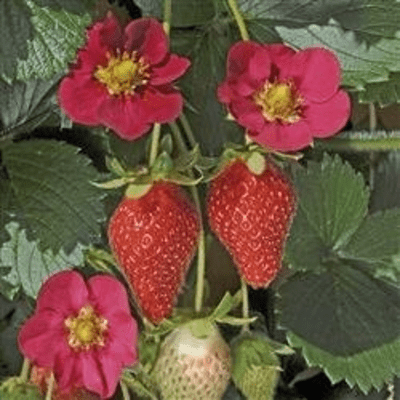 Toscana Strawberry - Two Plants - Pink Blossoms! - Walmart.com
