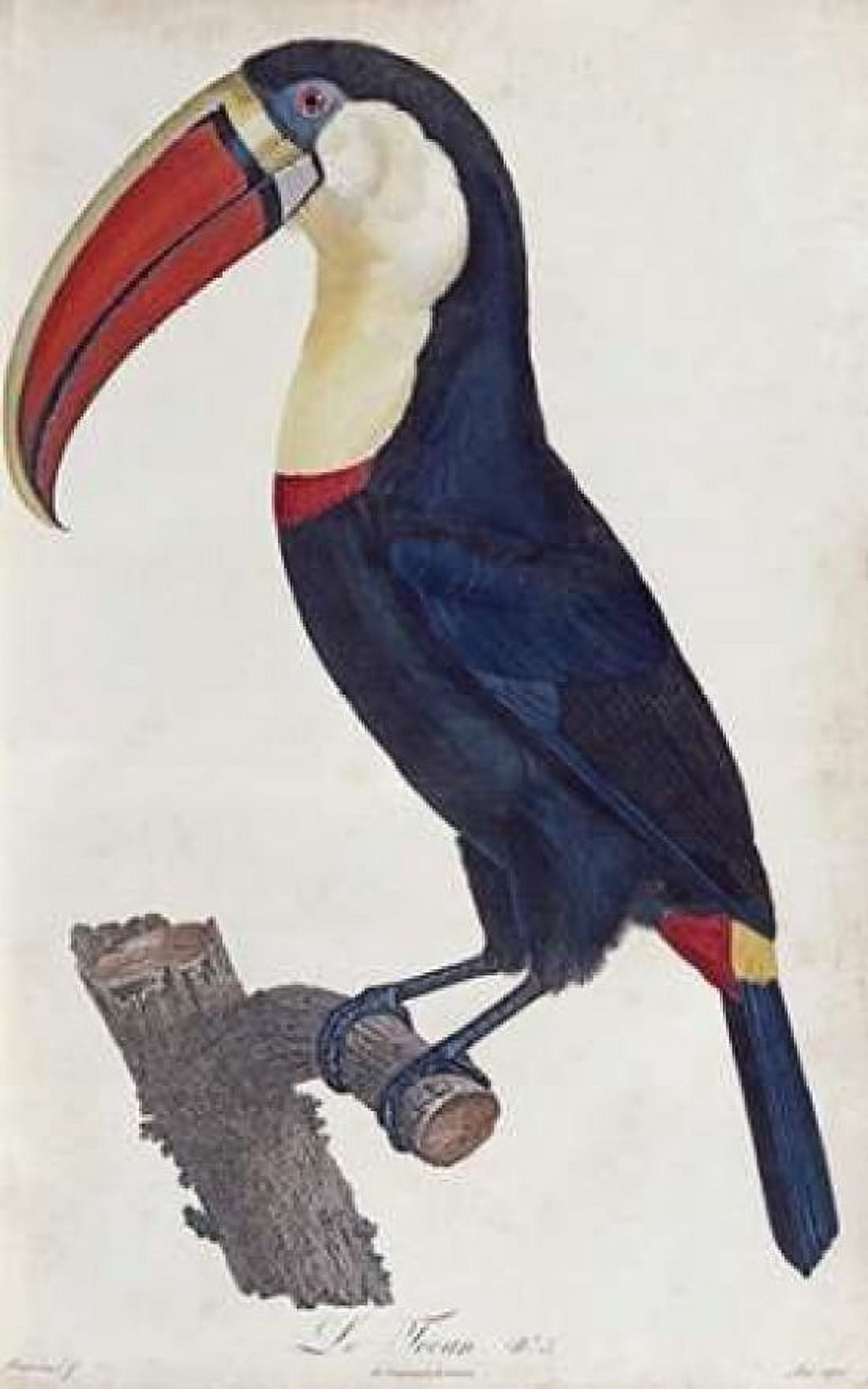 Toucan Canvas Art - Francois Levaillant (24 x 36)