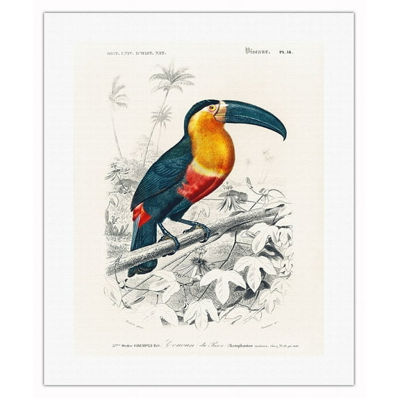 Toucan (Ramphastos) - Vintage Bird Illustration by Charles Dessalines d'Orbigny c.1892 - Fine Art Rolled Canvas Print 16in x 20in