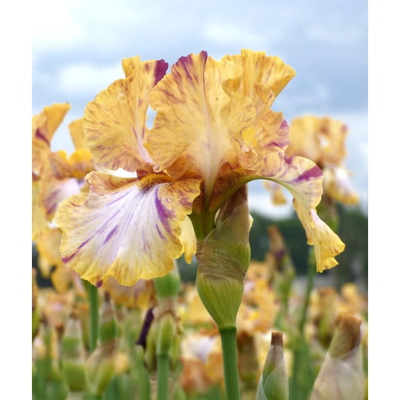 Toucan Tango Tall Bearded Iris - 1 Rhizome