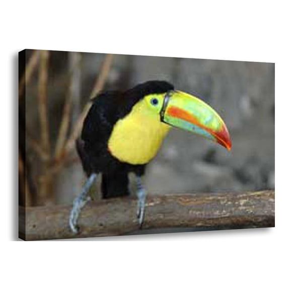 Toucan Wall Canvas Print