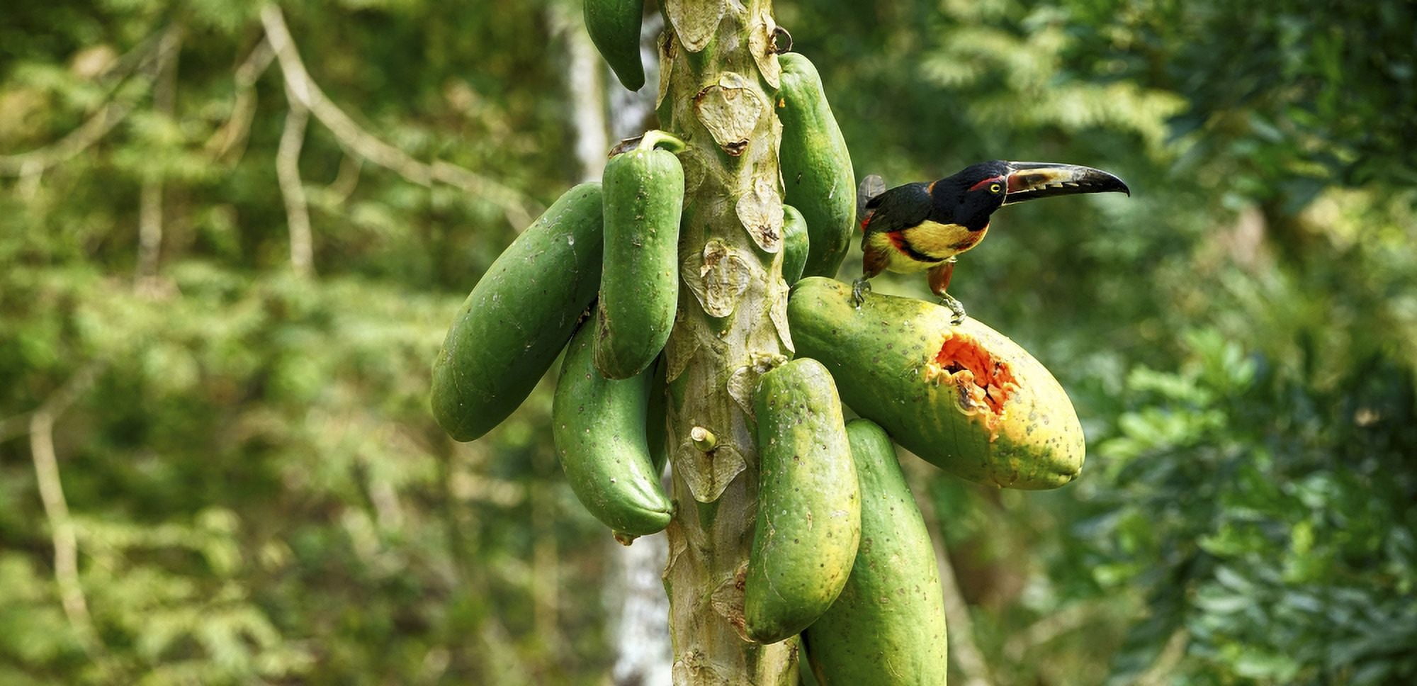 Toucan bird feeding on papaya tree Costa Rica Canvas Art - Panoramic Images (27 x 9)