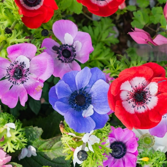 Colorful Anemone Poppy - Blue, Pink, White, Purple Flowers - 15 Bulbs - Attracts Bees & Butterflies - Spring Blooming, Easy to Grow & Maintain