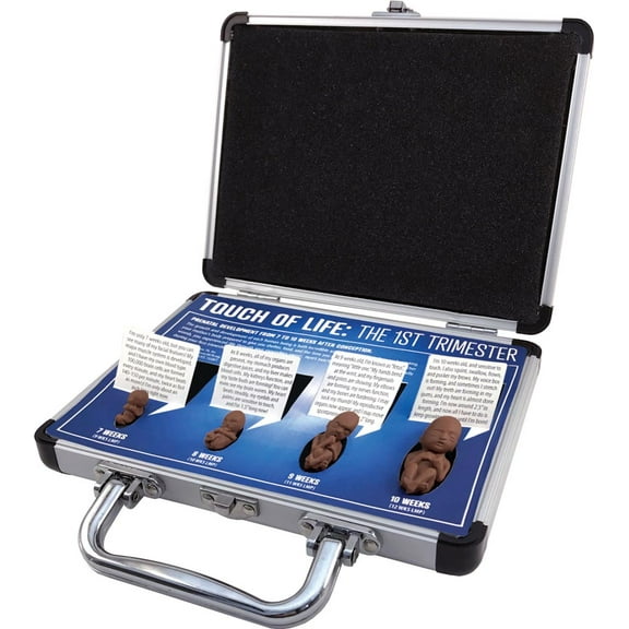 Touch of Life, 1st Trimester, Black Educational Version Pro-Life Fetal Model