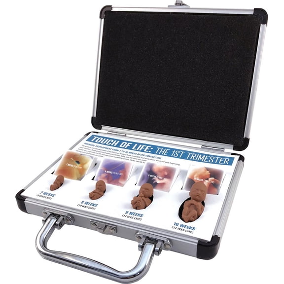 Touch of Life, 1st Trimester, Brown Counseling Version Pro-Life Fetal Model