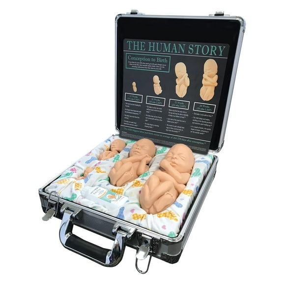Touch of Life, Main Set, White Pro-Life Fetal Model
