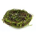 thumbnail image 1 of Touch of Nature Artificial Vine and Moss Nest 6-Inch, 1 of 1
