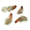 thumbnail image 1 of Touch of Nature Pheasant Heart Feather for Arts and Crafts, 4gm, 1 of 1