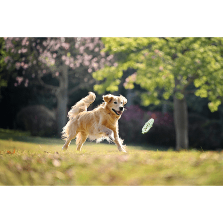 Tough Dog Chew Toy: Heavy-Duty Natural Rubber Squeaker for Aggressive Chewers