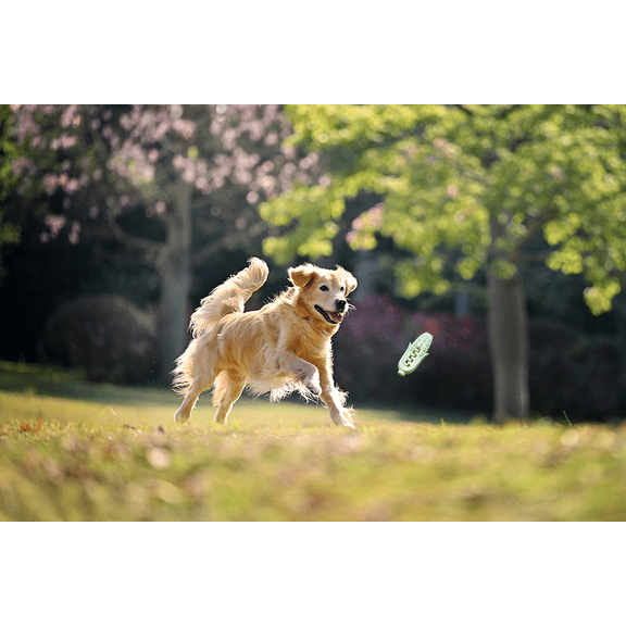 Tough Dog Chew Toy: Heavy-Duty Natural Rubber Squeaker for Aggressive Chewers