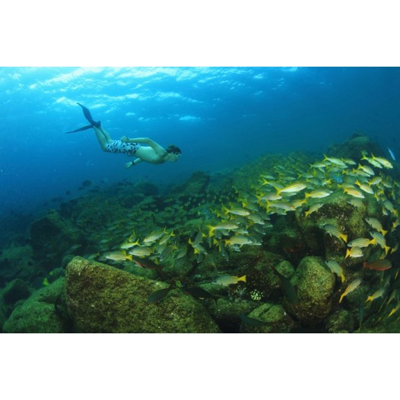 A Tourist Swimming With A School Of Fish Underwater At Los Islotes National Marine Park Espiritu Santo Island La Paz Baja California Mexico Canvas Art - Stuart Westmorland Design Pics (38 x 24)