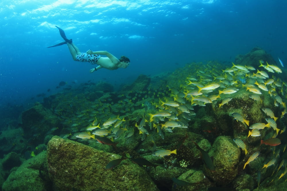 A Tourist Swimming With A School Of Fish Underwater At Los Islotes National Marine Park Espiritu Santo Island La Paz Baja California Mexico Canvas Art - Stuart Westmorland Design Pics (19 x 12)