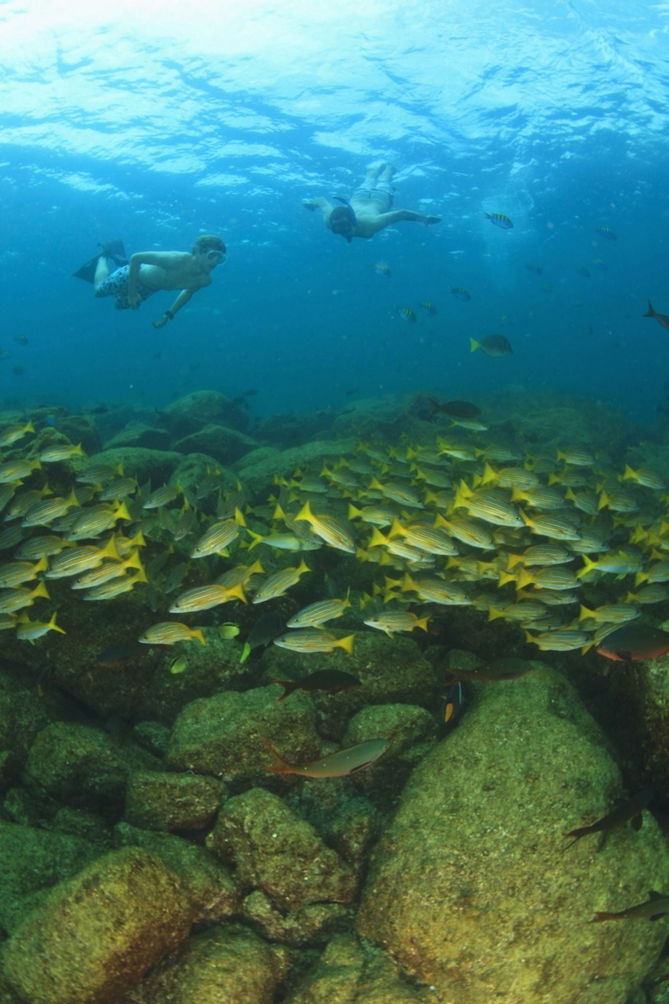 A Tourist Swimming With A School Of Fish Underwater At Los Islotes National Marine Park Espiritu Santo Island La Paz Baja California Mexico Canvas Art - Stuart Westmorland Design Pics (24 x 38)