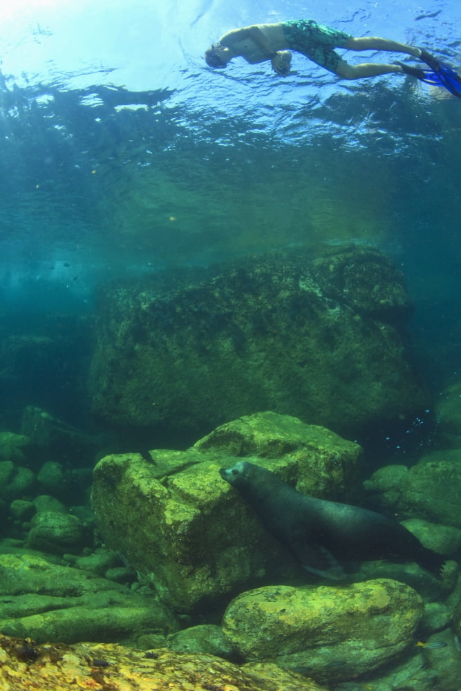 A Tourist Swims Underwater With A Sea Lion At Los Islotes National Marine Park Espiritu Santo Island La Paz Baja California Mexico Canvas Art - Stuart Westmorland Design Pics (24 x 36)