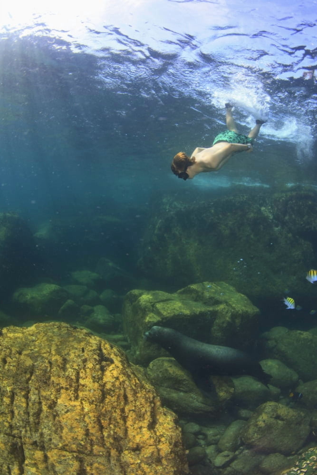 A Tourist Swims Underwater With A Sea Lion At Los Islotes National Marine Park Espiritu Santo Island La Paz Baja California Mexico Canvas Art - Stuart Westmorland Design Pics (12 x 19)