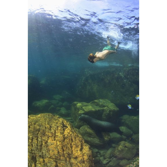 A Tourist Swims Underwater With A Sea Lion At Los Islotes National Marine Park Espiritu Santo Island La Paz Baja California Mexico Canvas Art - Stuart Westmorland Design Pics (12 x 19)