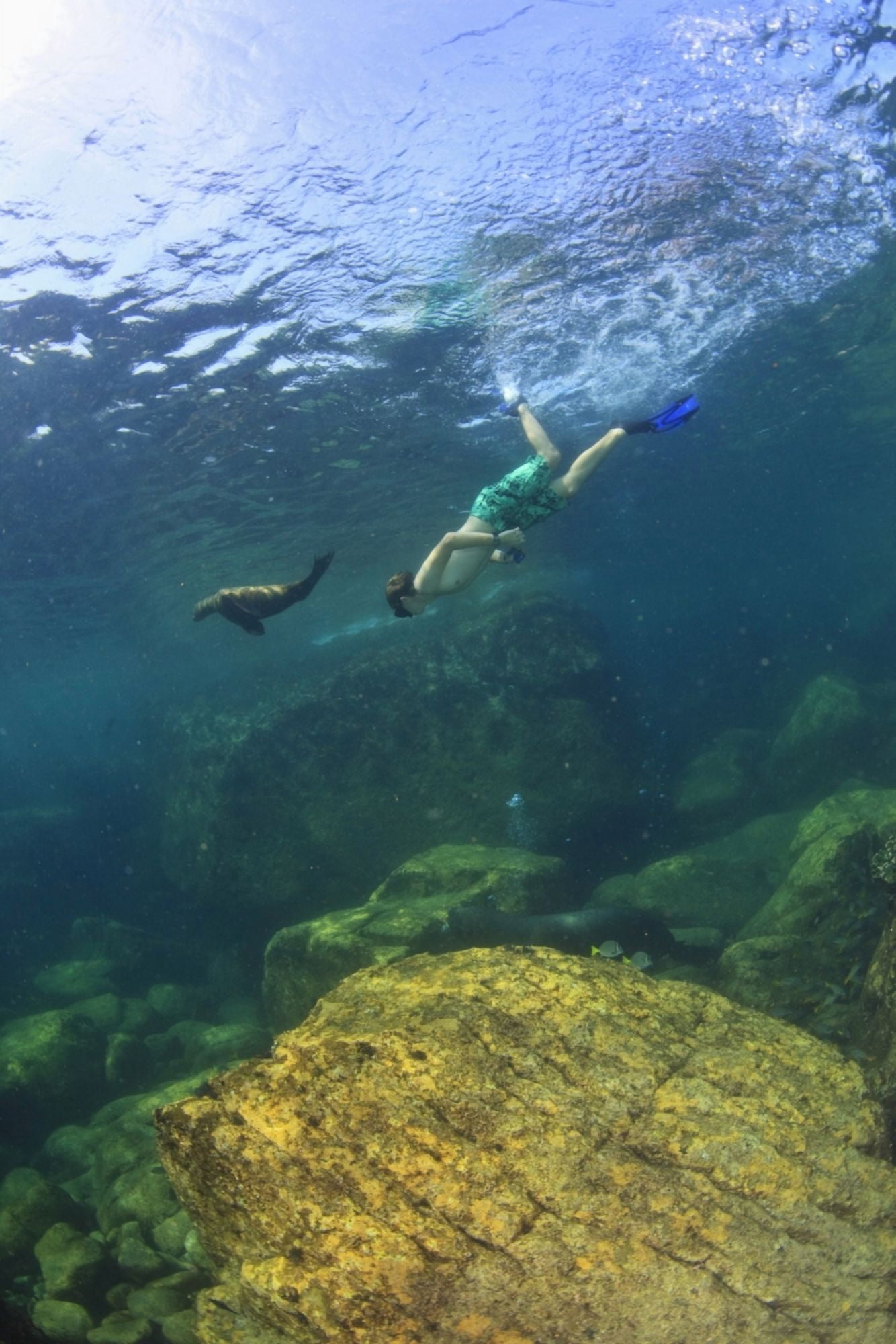 A Tourist Swims Underwater With A Sea Lion At Los Islotes National Marine Park Espiritu Santo Island La Paz Baja California Mexico Canvas Art - Stuart Westmorland Design Pics (12 x 18)