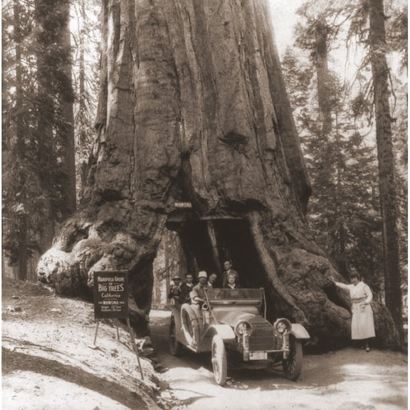Tourists Drive Their Automobile On Through A Tunnel Carved In The Wawona Tree Mariposa Grove Yosemite Valley California.