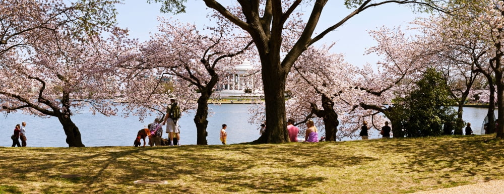 Tourists in a park with a memorial in the background Jefferson Memorial Washington DC USA Canvas Art - Panoramic Images (27 x 9)
