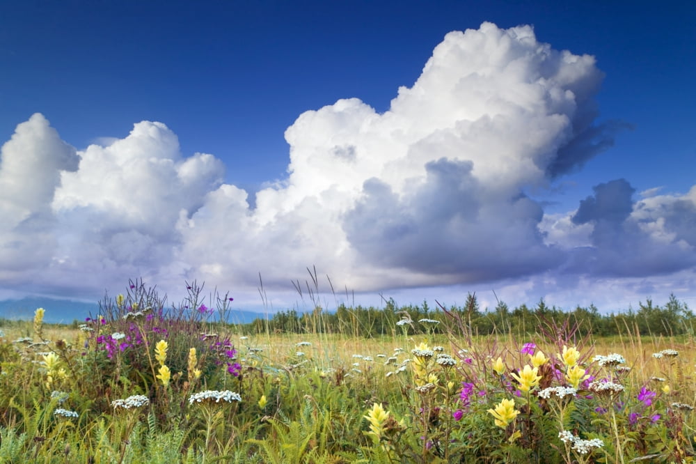 Towering Cumulus Clouds Gather Over Meadow Of Wildflowers Alsek River Glacier Bay Nat Park Alaska Canvas Art - Michael DeYoung Design Pics (34 x 22)