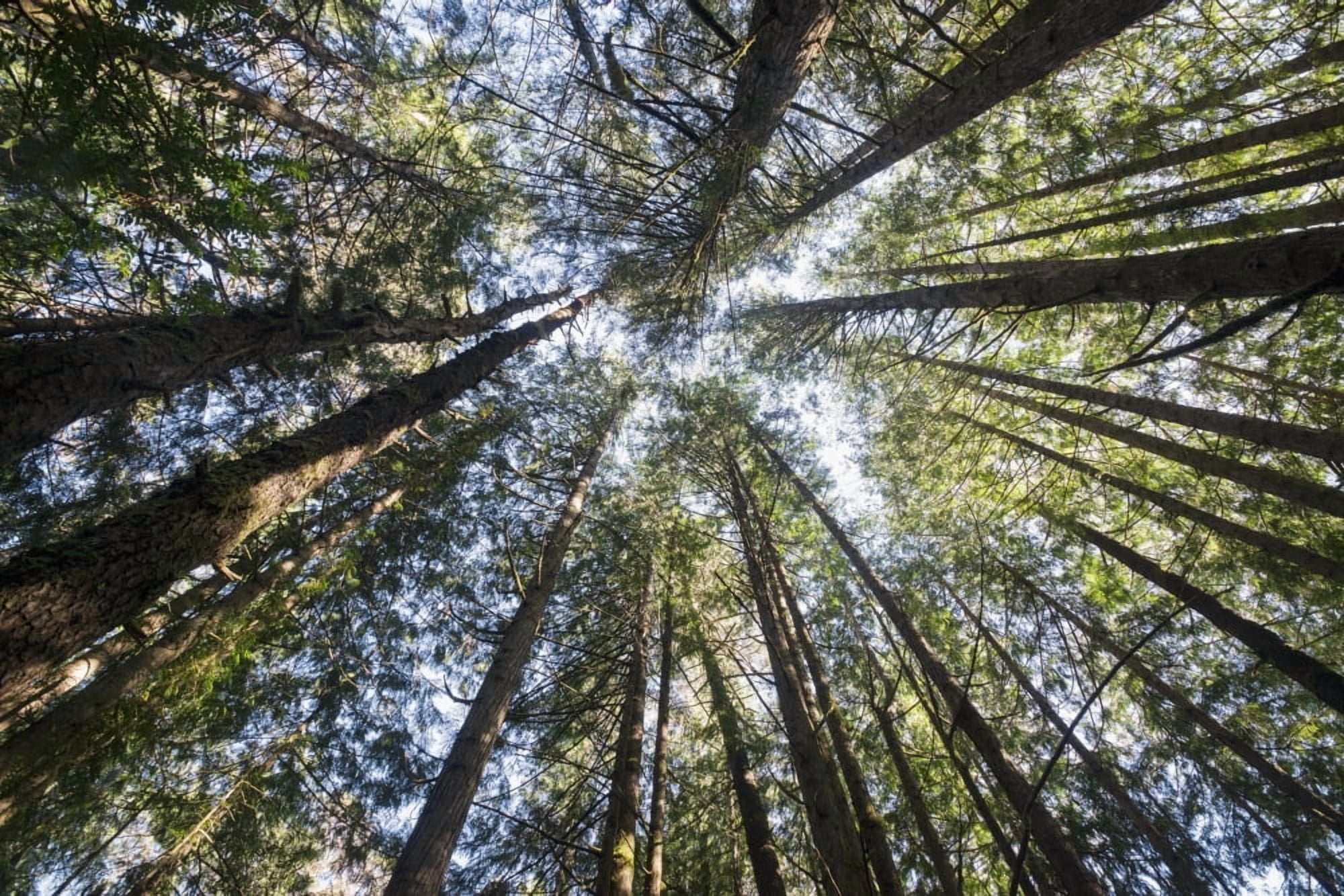 Towering treetops Florence Oregon United States of America Canvas Art - Remsberg Inc Design Pics (19 x 12)